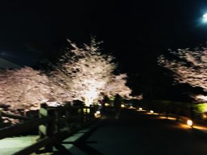 須磨浦公園　桜　ライトアップ